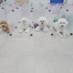파파퍼피 애견유치원&애견호텔