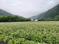 곰배령명이농원