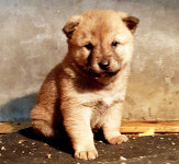 한국진도견협회