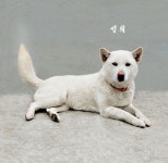 한국진도견협회