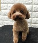 똥싼강아지