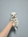 le puppy