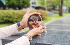 섹시독