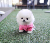 섹시독