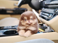 섹시독