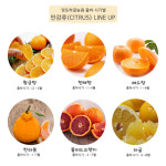 엉또하귤농원