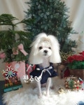 마미몽 펫샵