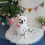 마미몽 펫샵