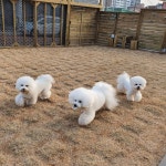 숑사탕