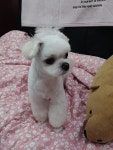 예쁘개해줄개