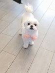 강아지이발소