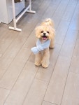 강아지이발소