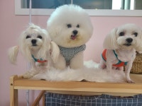 멍멍이미장원