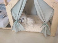 멍멍이미장원