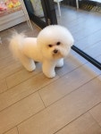 강아지이발소