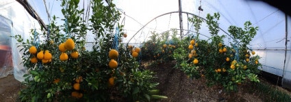 내혜홀한라봉농장