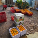 내혜홀한라봉농장