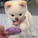 카페멍스