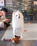 카페멍스