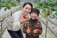 월롱딸기