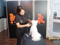 창원코리아애견미용학원