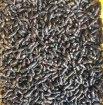 고산민물수산