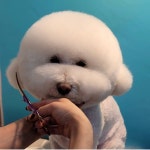 멍블리 애견미용&호텔놀이터