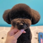 멍블리 애견미용&호텔놀이터