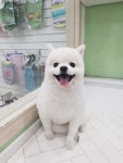 도그넷 애견미용실