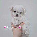 루이스펫샵 의정부본점