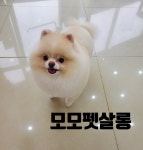 모모펫살롱