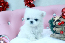 REAL DOGS 강아지분양 일산본점