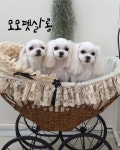 모모펫살롱
