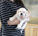 이즈펫 강아지분양 고양이분양 본점