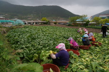 송가네돌산갓김치
