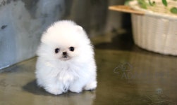 이즈펫 강아지분양 고양이분양 본점