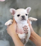 이즈펫 강아지분양 고양이분양 본점