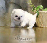 이즈펫 강아지 고양이 본점