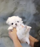 이즈펫 강아지분양 고양이분양 본점