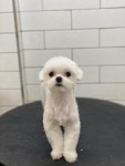 호야네애견샵