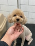 호야네애견샵