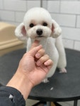 호야네애견샵