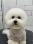 호야네애견샵