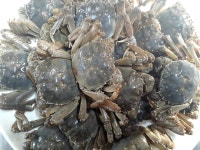 통큰메기생선국수