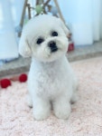 루리힐