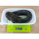 통큰메기생선국수