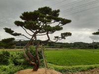 금잔디 농원