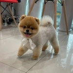 폼나개