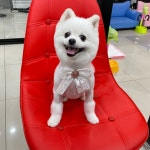 폼나개