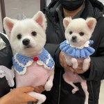 폼나개